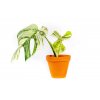 Monstera deliciosa variegata, průměr 12 cm - SLOW PLANT  Monstera skvostná
