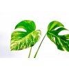 Monstera deliciosa variegata, průměr 12 cm - SLOW PLANT  Monstera skvostná