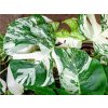 Monstera deliciosa variegata, průměr 12 cm - SLOW PLANT  Monstera skvostná