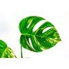 Monstera deliciosa variegata, průměr 10 cm - SLOW PLANT  Monstera skvostná
