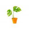 Monstera deliciosa variegata, průměr 10 cm - SLOW PLANT  Monstera skvostná