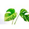Monstera deliciosa variegata, průměr 10 cm - SLOW PLANT  Monstera skvostná