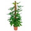 Philodendron pedatum s kokosovou vzpěrou 150 cm, průměr 27 cm  Filodendron