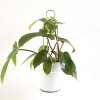 Botanopia mini plant supports gold 012S 660px
