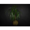 2953 kokedama dracaena marginata l