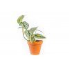 Philodendron Brandtianum, průměr 12 cm  Filodendron