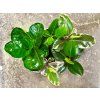 Gardners.cz Ficus lifestyle22