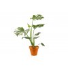 Monstera deliciosa variegata Thai Constellation, průměr 12 cm  Monstera skvostná
