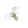 30051 1 tillandsia curly slim