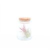 30096 1 tillandsia ve skle s korkovym spuntem s