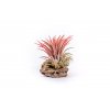 30129 1 tillandsia ionantha red na drevenem kminku