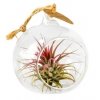 30165 aerarium s tillandsii ionantha red