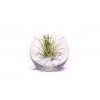 30174 1 sklenena vaza boule s tillandsii ionantha