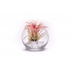 30177 1 sklenena vaza boule s tillandsii ionantha red