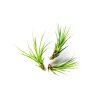 3056 tillandsia melanocrater