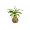 Kokedama Dracaena fragrans mix (M)  Dracéna lemovaná, dračinec