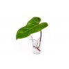 Philodendron Red Emerald - řízek k zakořenění  Filodendron