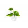Epipremnum Marble Queen - řízek k zakořenění