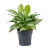 Aglaonema Silver Bay, průměr 24 cm  Aglaonema, Spící panna