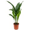 32006 aspidistra elatior prumer 17 cm