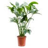 Philodendron Green Wonder, průměr 32 cm  Filodendron