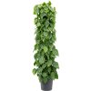 Philodendron scandens s kokosovou vzpěrou 160 cm, průměr 30 cm  Filodendron