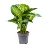 Dieffenbachia seguine Reeva, průměr 24 cm  Difenbachie, mramornatka