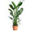 Strelitzia, průměr 34 cm