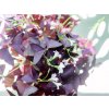 Oxalis Triangularis Sunny - purpurový, průměr 12 cm  Šťavel purpurový, čtyřlístek