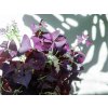 Oxalis Triangularis Sunny - purpurový, průměr 12 cm  Šťavel purpurový, čtyřlístek