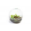 32282 1 sklenene terarium boule vyska 27 cm prumer 27 cm osazene vlhkomilne