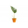 Epipremnum Albo Variegata, průměr 9 cm SLOW PLANT