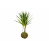 Kokedama Dracaena marginata (S)  Dracéna lemovaná, dračinec