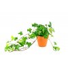 32369 1 hedera helix green wonder prumer 9 cm