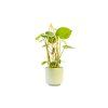 Vzpěra k rostlinám Anthurium 30 cm1