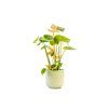Vzpěra k rostlinám Bamboo 30 cm1