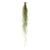 Tillandsia usneoides