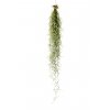 Tillandsia usneoides  Tillandsie, kykatka