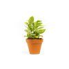 Gardners.cz Peperomia Pixie (mix), průměr 8,5 cmGardners.cz