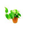 Epipremnum Marble Queen, průměr 12 cm