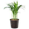 35292 1 dypsis lutescens areca prumer 13 cm hydroponie