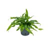 35310 1 microsorum diversifolium prumer 13 cm hydroponie