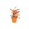 Aglaonema Crete Flame, průměr 12 cm  Aglaonema, Spící panna