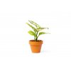 Aglaonema Red Valentine, průměr 6 cm