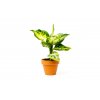 Aglaonema Snowflake, průměr 6 cm