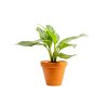 Aglaonema Stripe, průměr 12 cm