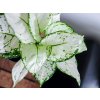 35415 aglaonema white joy prumer 12 cm