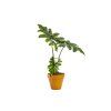 Alocasia Jacklyn, průměr 12 14 cm