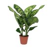 Dieffenbachia Crown, průměr 24 cm  Difenbachie, mramornatka