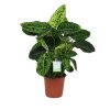 Dieffenbachia Reflector, průměr 24 cm  Difenbachie, mramornatka